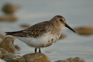 Alpenstrandläufer auf Lechfeld