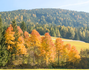 Naklejka premium Beautiful autumn tree, Autumn Landscape, Yellow golden tree leaves in autumn nature background.