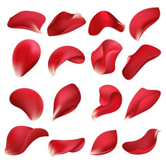 Realistic red rose flower petals isolated on white background vector set