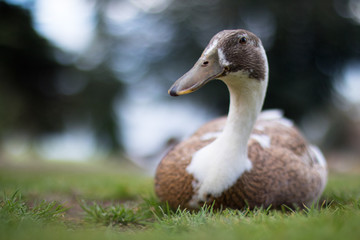 Duck roosting