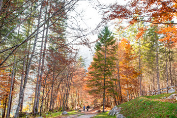People walking in autumn forest, Pathway through the autumn forest.