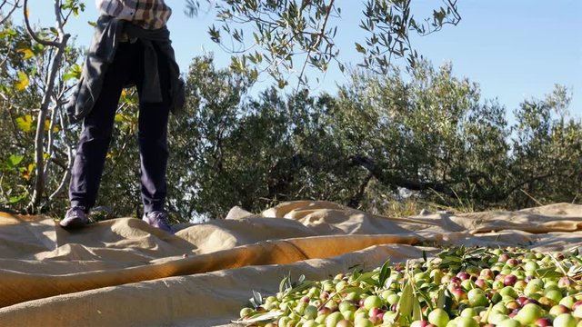 Woman harvesting olive fruits with hands on plantation low view