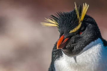 Fotobehang Rockhopper penguin, Patagonia, Argentina © javarman