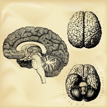 Vintage anatomy illustration