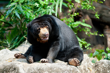 sun bear