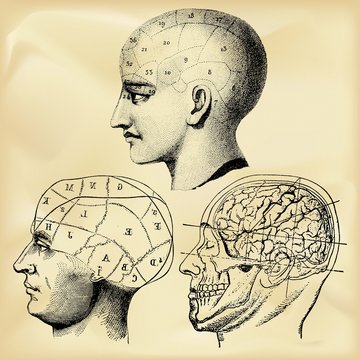 Vintage anatomy illustration