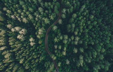 Aerial view of a road in the middle of the forest - Powered by Adobe