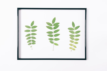 Sprigs of plants in a black frame on a white background