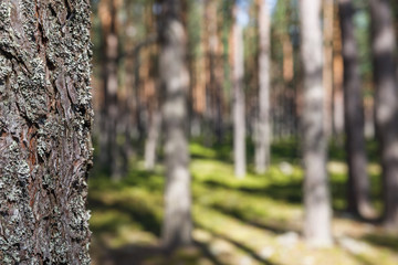 Pine forest with beautiful high pine trees in summer in sunny weather