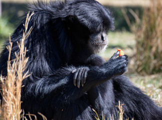 chimpanzee eating a carrot
