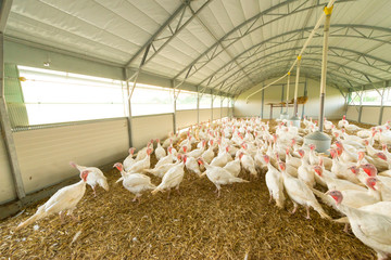 Puten im Stall - Geflügel auf dem Biohof © reichdernatur