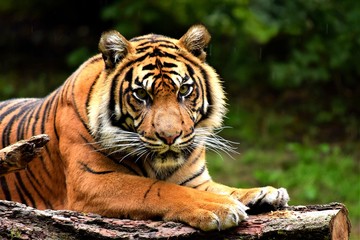 Sumatra Tiger