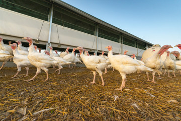 Puten vor dem Stall - Geflügel auf dem Biohof © reichdernatur