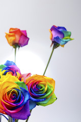 Fototapeta na wymiar Rainbow colored rose