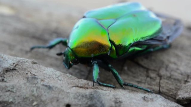 macro of a large shiny green beetle in a natural environment