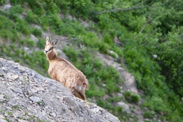 chamois sur les hauteurs de châtel