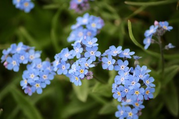 myosotis