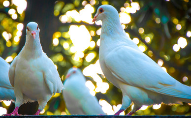 Pigeon Peace