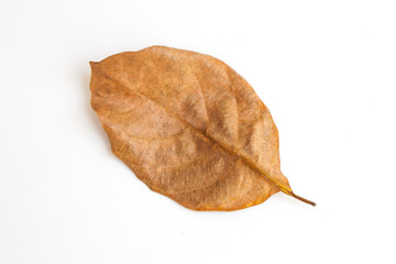 Fototapeta premium Top view brown dry leaf isolated on white background.