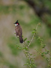 Red whiskered Bulbul bird from Mauritius