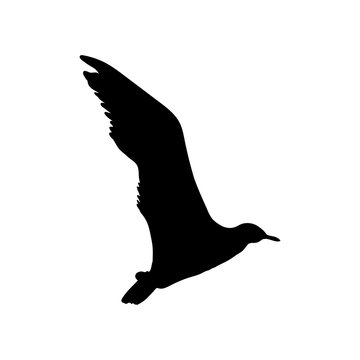 Flying Seagull Bird black silhouette isolated on white background. Vector illustration
