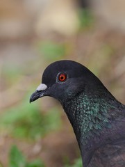 Pigeon posing