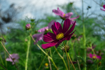 spring flowers