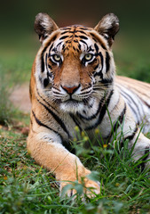 Low angel Bengal tiger close up with the animal staring at the camera.  Panthera tigris