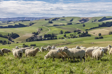 Obraz premium Merinoschafe auf der Weide in Neuseeland