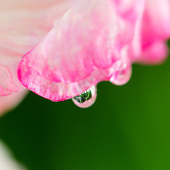 Light pink gladiolus flower, close-up