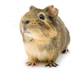 cavy, Guinea pig