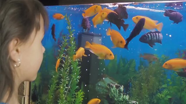 A child feeds aquarium fish. Feeding fish in a home aquarium.