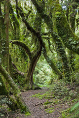 Regenwald auf der Nordinsel von Neuseeland