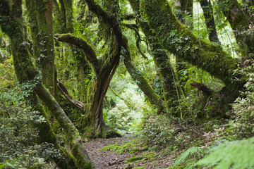 Regenwald auf der Nordinsel von Neuseeland