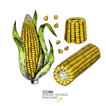 Vector hand drawn set of farm vegetables. Isolated corn cob. Engraved colored art. Organic sketched vegetarian objects. Use for restaurant, menu, grocery, market, store. Maize, cereal, grain.