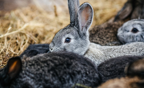 close up in top view of young cute rabbit's face
