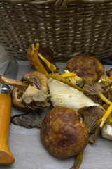 champignons forestiers