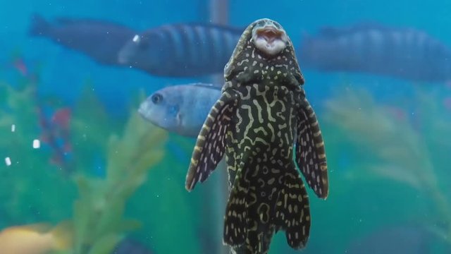 A home aquarium. Catfish cleans the aquarium.