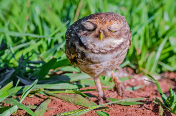 Burrowing owl wanting affection