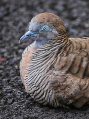 Naklejka premium Bird closing eyes and meditating