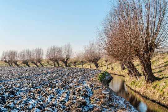 Pollard willows in a wintry landscape in Holland