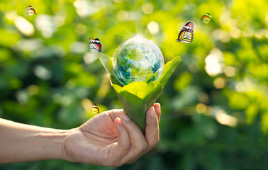 Saving energy concept, Earth day, Hand holding earth in light bulb on green nature with butterflies on green park background. Save the earth and Ecological, Element of this image furnished by NASA