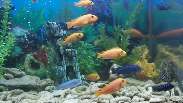 Beautiful home aquarium. Predatory freshwater fish in the aquarium.