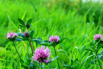 Ever-blooming clover