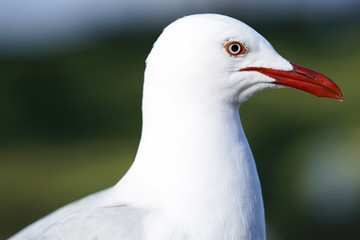 Australian Seagull - Silver Gull (Chroicocephalus novaehollandiae)