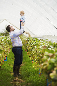 Fruit picking in a poly tunnel, PYO. A man holding his baby son above his head, in a polytunnel of strawberry plants. 