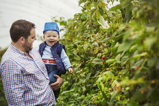 Man and toddler in polytunnel among soft fruit bushes picking autumn raspberries