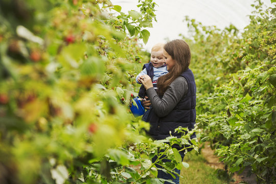 Mother and son in polytunnel among soft fruit bushes picking autumn raspberries