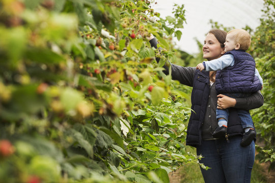 An adult woman and a toddler, a mother and son in a polytunnel among soft fruit bushes picking autumn raspberries. 