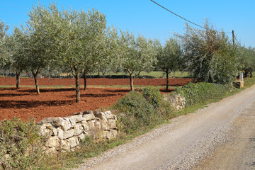 A Olive Grove in Istria. Croatia. Europe.